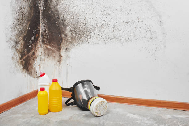 Best Post-Flood Mold Remediation in Marietta, GA